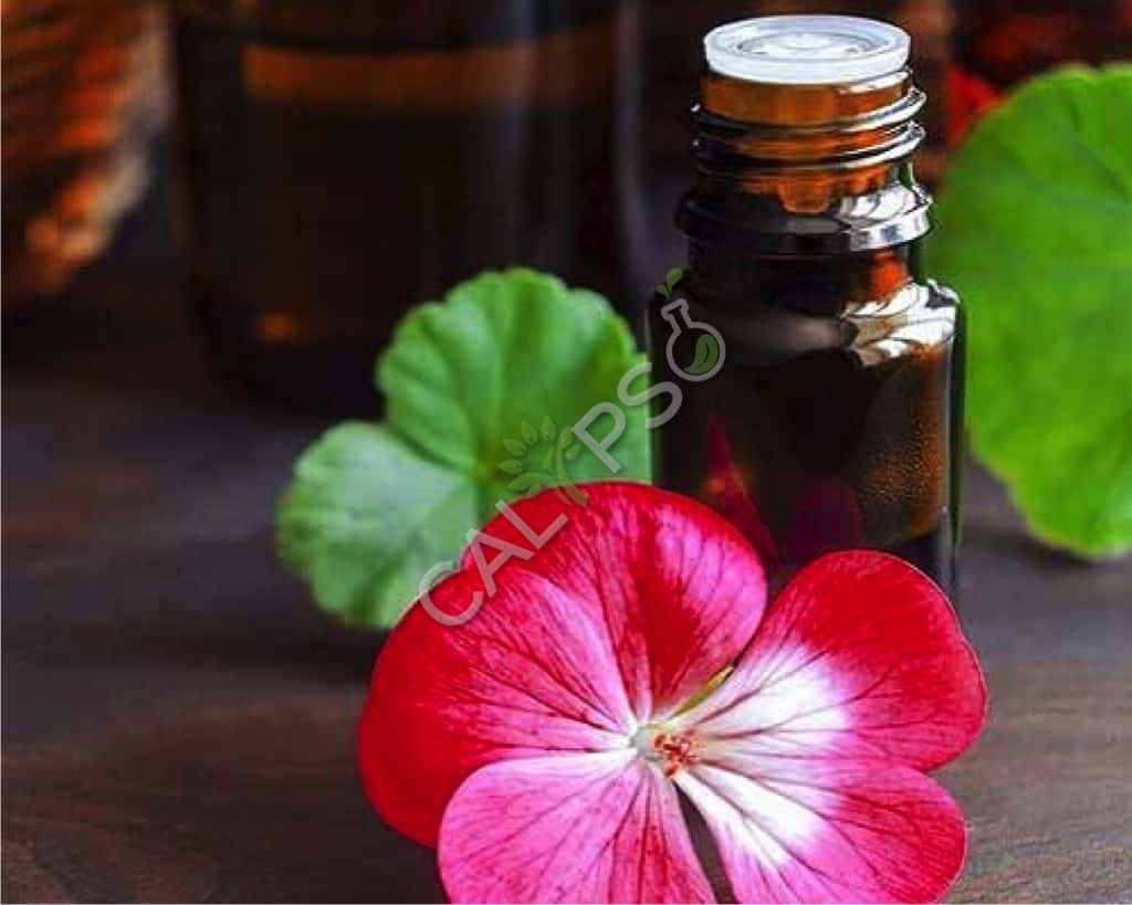 Koop 100% pure geranium blad absolute olie